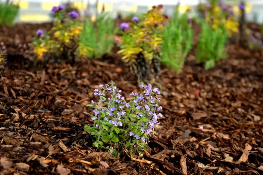 Common Mulching Mistakes Landscapers Should Avoid Bremerton, WA