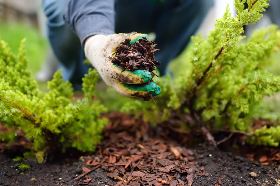 Common Mulching Mistakes Landscapers Should Avoid in Bremerton, WA