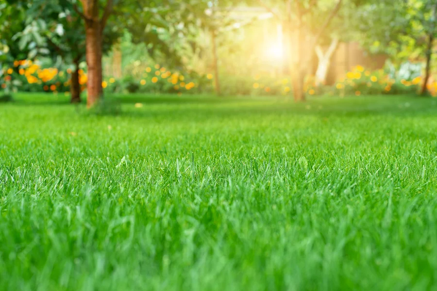 How Aeration And Fertilization Promote A Lush Lawn Bremerton, WA How Aeration And Fertilization Promote A Lush Lawn Bremerton, WA