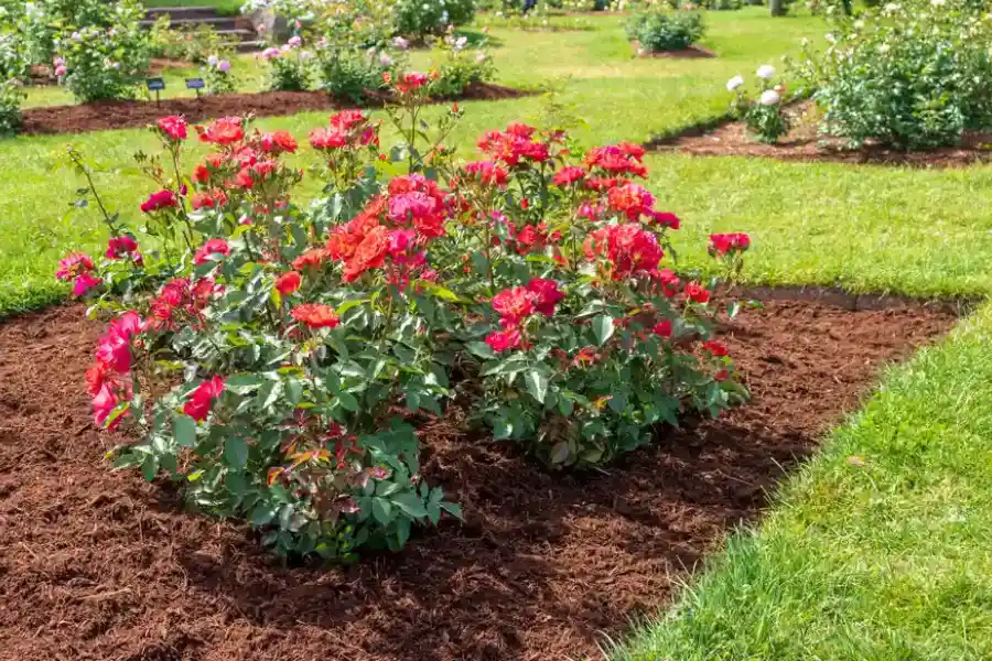 Mulching Techniques That Improve Landscape Longevity in Bremerton, WA