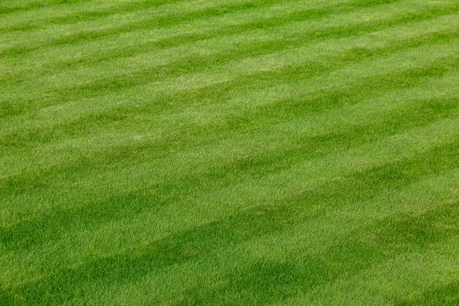 The Benefits Of Professional Lawn Care For Seasonal Maintenance Bremerton, WA The Benefits Of Professional Lawn Care For Seasonal Maintenance Bremerton, WA